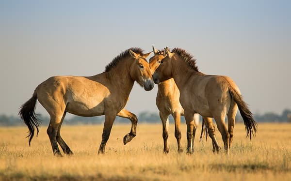Die Rückkehr der Przewalski-Pferde in die Mongolei