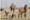 10 Mongolische Wildtiere Arten